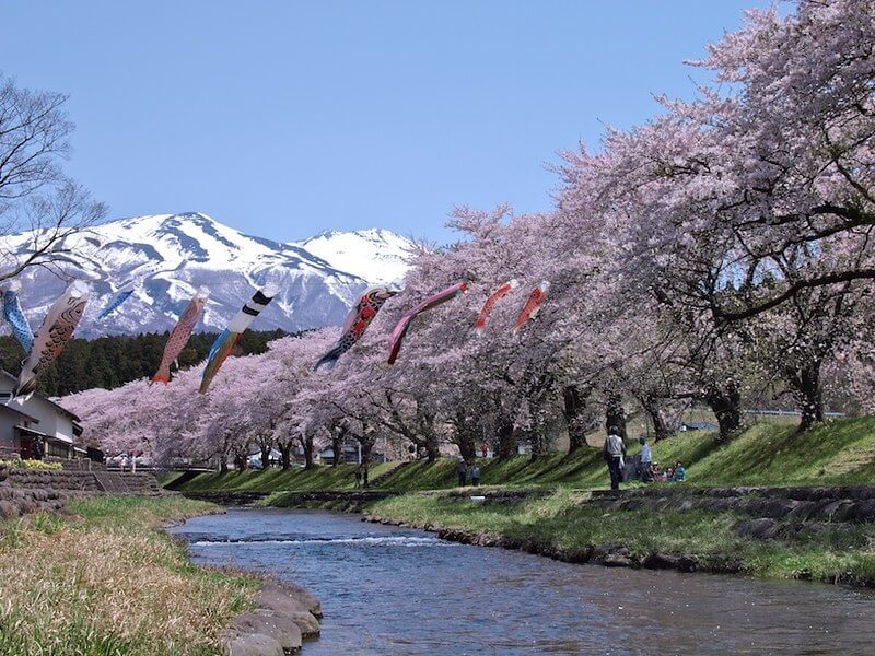 Primavera in Giappone, la stagione della fioritura dei ciliegi